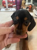 Spot, a male Miniature Dachshund for sale in Lucedale, MS – 1 of 3