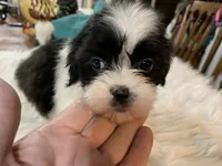 Buttercup , a female Shih Tzu for sale in Lucedale, MS – 7 of 9