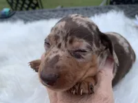 Hillbilly , a male Miniature Dachshund for sale in Lucedale, MS – 6 of 9