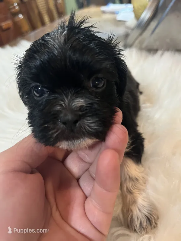 Fred – Shih Tzu puppy for sale in Lucedale, MS