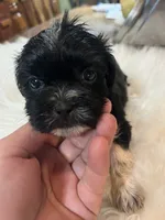 Fred, a male Shih Tzu for sale in Lucedale, MS – 1 of 3