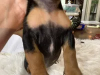 Spot, a male Miniature Dachshund for sale in Lucedale, MS – 6 of 9