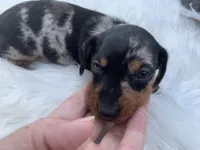 Ricky love, a male Miniature Dachshund for sale in Lucedale, MS – 2 of 8
