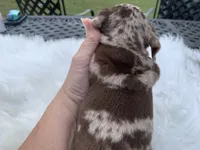 Hillbilly , a male Miniature Dachshund for sale in Lucedale, MS – 8 of 9