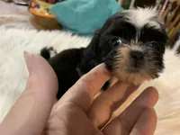 Susie, a female Shih Tzu for sale in Lucedale, MS – 6 of 8