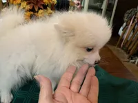 Rocky teacup, a male Pomeranian for sale in Lucedale, MS – 6 of 6