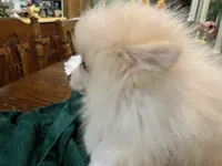 Rocky teacup, a male Pomeranian for sale in Lucedale, MS – 4 of 6
