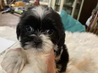 Billy bob, a male Shih Tzu for sale in Lucedale, MS – 2 of 10