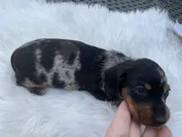 Ricky love, a male Miniature Dachshund for sale in Lucedale, MS – 7 of 8