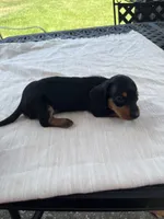 Stacy, a female Miniature Dachshund for sale in Lucedale, MS – 3 of 3