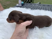 Cletus, a male Miniature Dachshund for sale in Lucedale, MS – 3 of 8