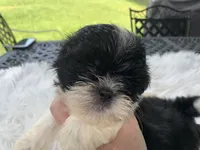 Henry, a male Shih Tzu for sale in Lucedale, MS – 2 of 4
