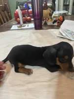 Spot, a male Miniature Dachshund for sale in Lucedale, MS – 3 of 3