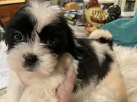 Buttercup , a female Shih Tzu for sale in Lucedale, MS – 9 of 9