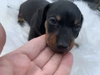 Ogla, a male Miniature Dachshund for sale in Lucedale, MS – 2 of 8