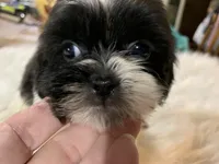 Billy bob, a male Shih Tzu for sale in Lucedale, MS – 6 of 10