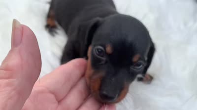 Ogla, a male Miniature Dachshund for sale in Lucedale, MS – 8 of 8
