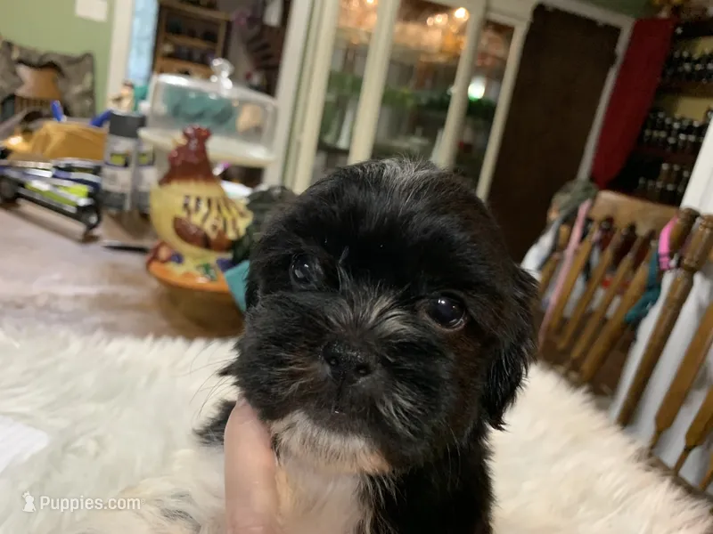 Fred – Shih Tzu puppy for sale in Lucedale, MS