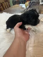 Fred, a male Shih Tzu for sale in Lucedale, MS – 2 of 3