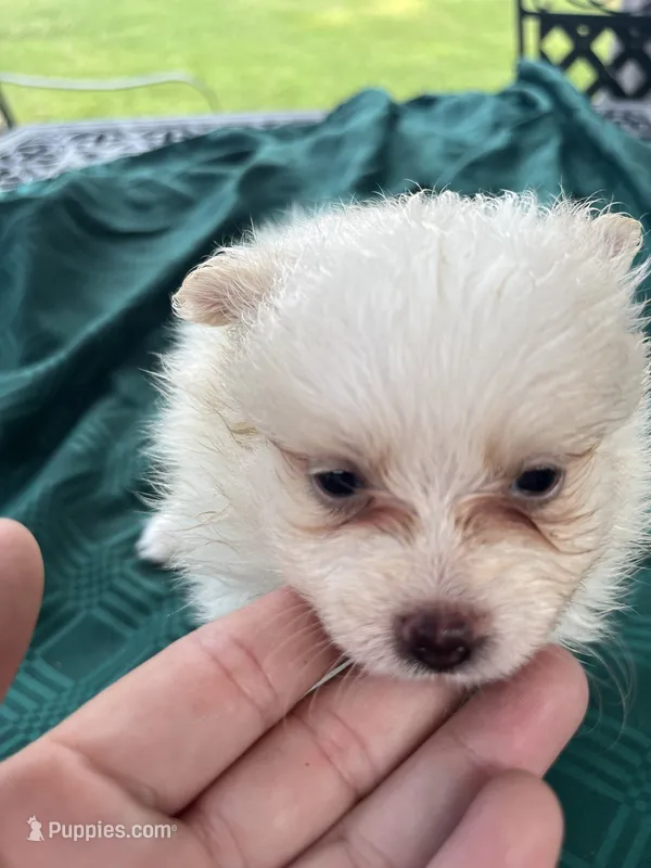 Rocky – Pomeranian puppy for sale in Lucedale, MS