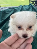 Rocky, a male Pomeranian for sale in Lucedale, MS – 1 of 6