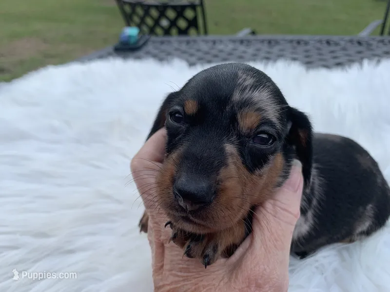 Ricky love – Miniature Dachshund puppy for sale in Lucedale, MS