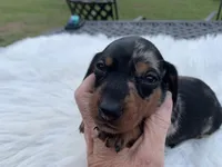 Ricky love, a male Miniature Dachshund for sale in Lucedale, MS – 1 of 8