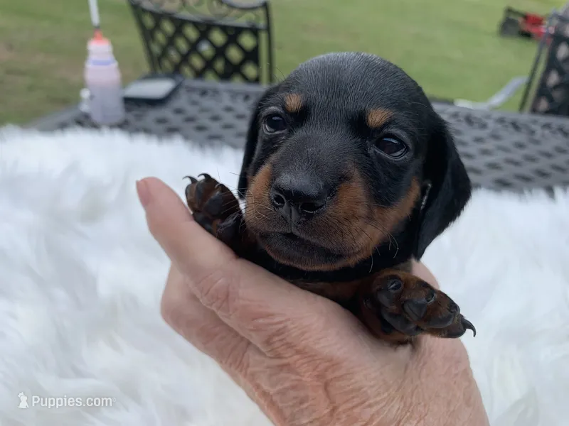 Ogla – Miniature Dachshund puppy for sale in Lucedale, MS