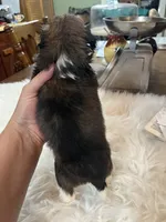Ted, a male Shih Tzu for sale in Lucedale, MS – 2 of 3