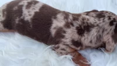 Hillbilly , a male Miniature Dachshund for sale in Lucedale, MS – 9 of 9