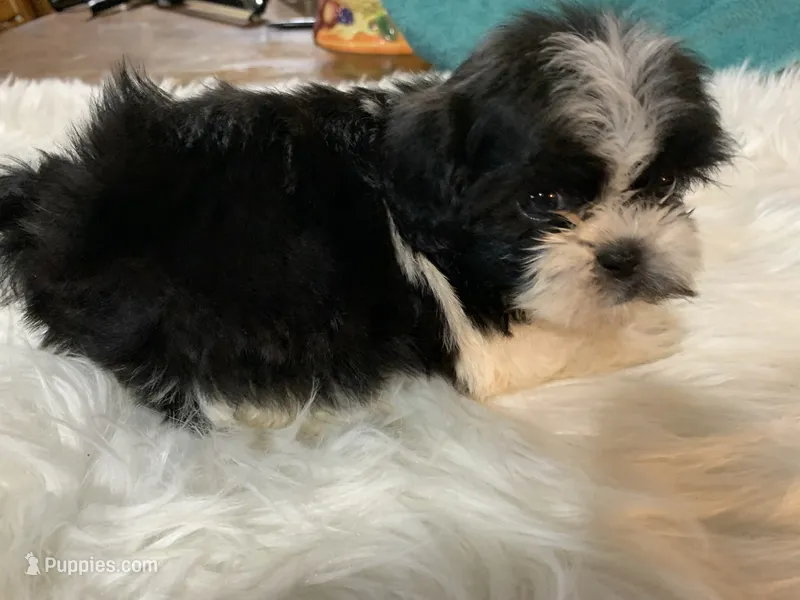 Black widow  – Shih Tzu puppy for sale in Lucedale, MS
