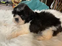 Betty jean, a female Shih Tzu for sale in Lucedale, MS – 6 of 7
