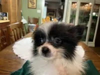 Rex, a male Pomeranian for sale in Lucedale, MS – 3 of 10