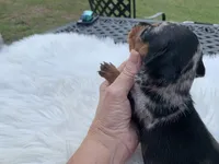 Ricky love, a male Miniature Dachshund for sale in Lucedale, MS – 4 of 8