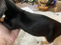 Douglas, a male Miniature Dachshund for sale in Lucedale, MS – 3 of 3