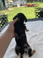 Dallas, a male Miniature Dachshund for sale in Lucedale, MS – 2 of 3