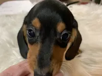 Spot, a male Miniature Dachshund for sale in Lucedale, MS – 5 of 9