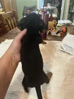 Spot, a male Miniature Dachshund for sale in Lucedale, MS – 2 of 3
