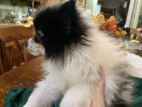Rex, a male Pomeranian for sale in Lucedale, MS – 6 of 10