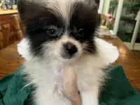 Rex teacup, a male Pomeranian for sale in Lucedale, MS – 5 of 9