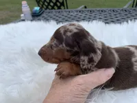 Hillbilly , a male Miniature Dachshund for sale in Lucedale, MS – 4 of 9