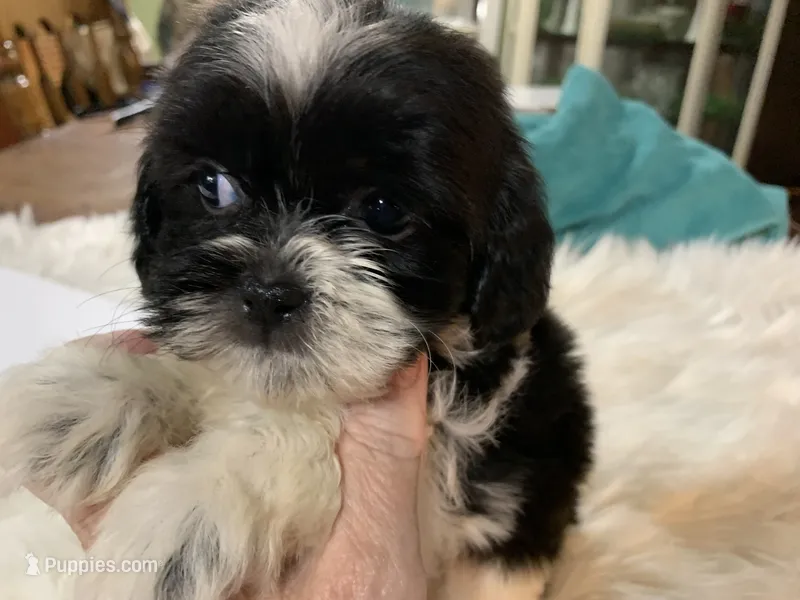 Billy bob – Shih Tzu puppy for sale in Lucedale, MS