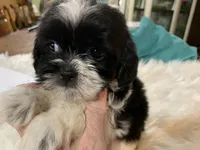 Billy bob, a male Shih Tzu for sale in Lucedale, MS – 1 of 10