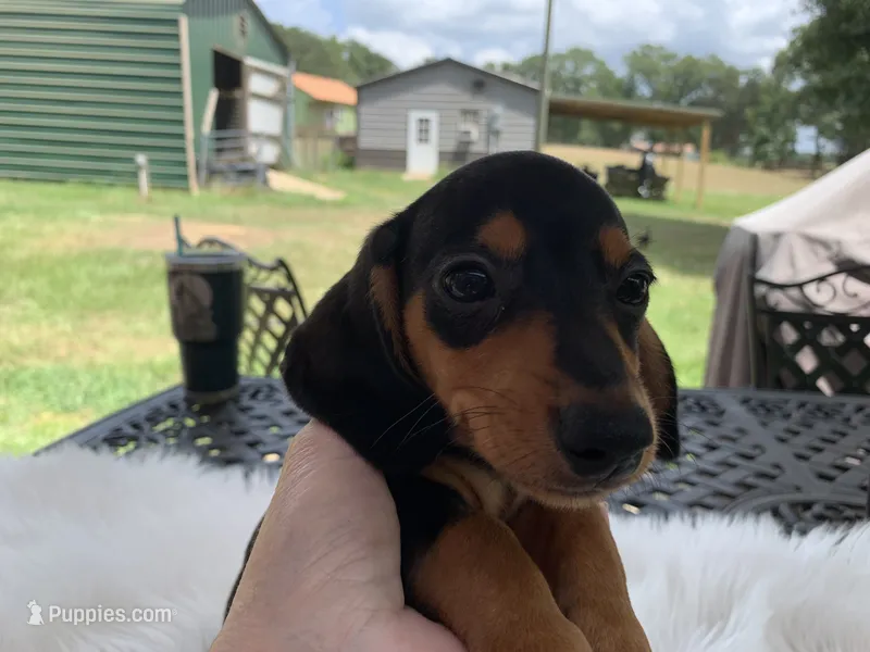 Spot – Miniature Dachshund puppy on hold in Lucedale, MS
