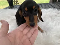 Hershey, a female Miniature Dachshund for sale in Lucedale, MS – 3 of 8