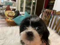 Betty jean, a female Shih Tzu for sale in Lucedale, MS – 2 of 7