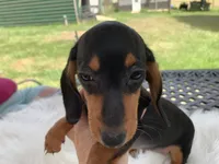 Hershey, a female Miniature Dachshund for sale in Lucedale, MS – 5 of 8