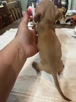 Tiny tim, a male Miniature Dachshund for sale in Lucedale, MS – 3 of 3