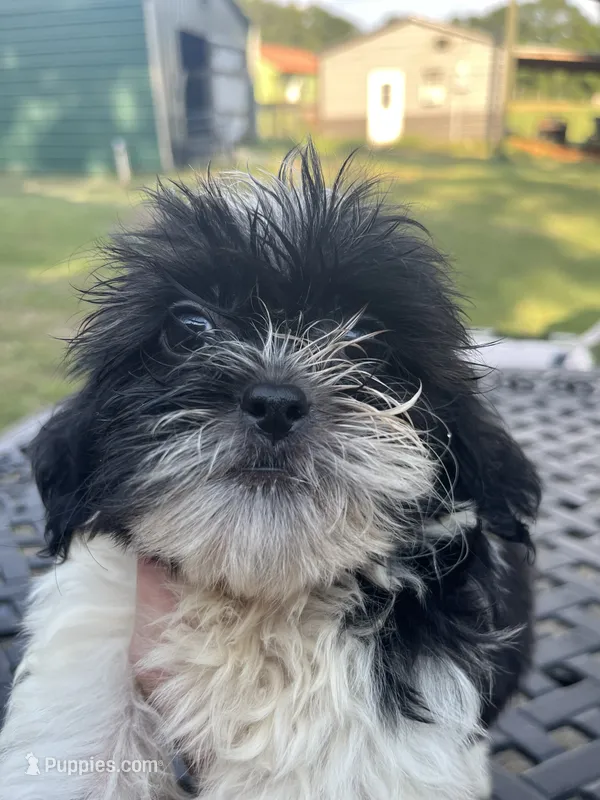 Billy bob – Shih Tzu puppy for sale in Lucedale, MS