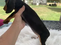 Hershey, a female Miniature Dachshund for sale in Lucedale, MS – 4 of 8